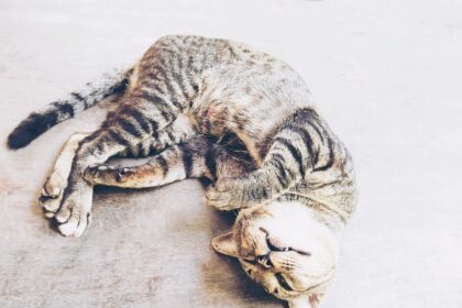 Ilustrasi, kucing ditemukan mati dipaku diatas pohon rumah warga. Foto: Freepik, @jcomp