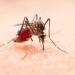 Aedes aegypti merupakan jenis nyamuk kosmopolitan yang dapat membawa virus dengue penyebab penyakit demam berdarah. Foto: Freepik