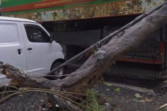 Kondisi pohon Flamboyan yang tumbang menimpa atap warung roti panggang di Jalan Lapangan Tembak, RT 01/11, Cibubur, Ciracas, Jakarta Timur, Selasa (11/ 6/2024) sekitar pukul 14.00 WIB. Foto: Joesvicar Iqbal/ipol.id