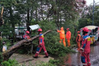 Sejumlah petugas Damkar melakukan evakuasi dua pohon tumbang di wilayah Cakung Barat, Cakung, Jakarta Timur, pada Kamis (4/7/2024) sore. Foto: Ist