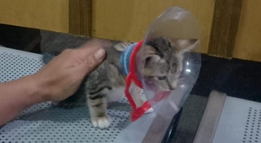 Kepala seekor kucing kesayangan warga di kawasan Ciracas, Jakarta Timur, terjebak masuk ke dalam lubang galon air mineral, Selasa (23/7/2024). Foto: Ist