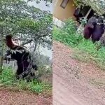 Geger video Orang utan raksasa hampir setinggi rumah di Kalimantan Timur viral. Foto: IG, @fakta.indo (tangkap layar)