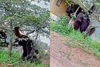 Geger video Orang utan raksasa hampir setinggi rumah di Kalimantan Timur viral. Foto: IG, @fakta.indo (tangkap layar)