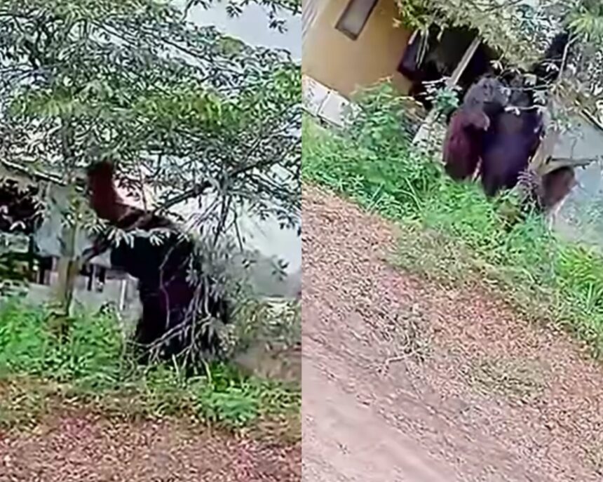 Geger video Orang utan raksasa hampir setinggi rumah di Kalimantan Timur viral. Foto: IG, @fakta.indo (tangkap layar)