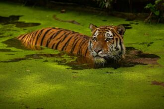 Ilustrasi, Harimau . Foto: Freepik, @fladimircech