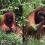 Miris video Orang Utan Minta Makan ke Warga yang Melintas viral. Foto: mygigsmedia (tangkap layar)