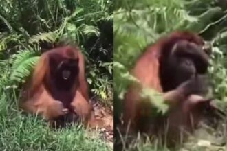 Miris video Orang Utan Minta Makan ke Warga yang Melintas viral. Foto: mygigsmedia (tangkap layar)