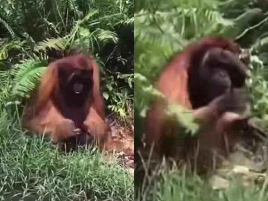 Miris video Orang Utan Minta Makan ke Warga yang Melintas viral. Foto: mygigsmedia (tangkap layar)