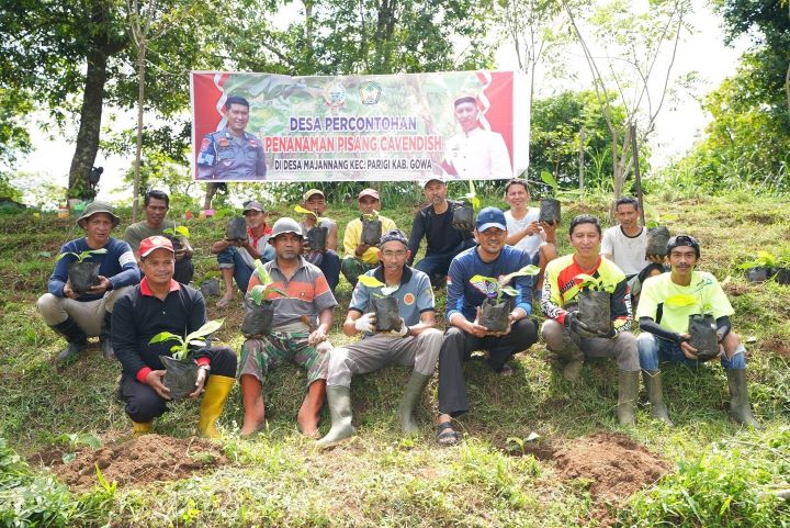 Masyarakat Sulsel antusias menanam pisang Cavendish jaga ketahanan pangan.(foto dok Pemprov Sulsel)