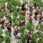 Karyawan PT Bigga Damai Utama dan masyarakat melakukan penanaman 1.000 bibit mangrove di Hutan Mangrove Jembatan Api-Api (MJAA) Pantai Pasir Kadilangu, Kulon Progo, DIY. Foto: Ist