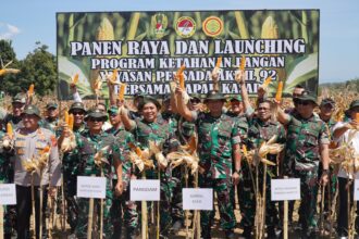 Panen Raya Jagung yang berlangsung di Majalengka, Jawa Barat, Senin (5/8/2024). Foto: Dispenad