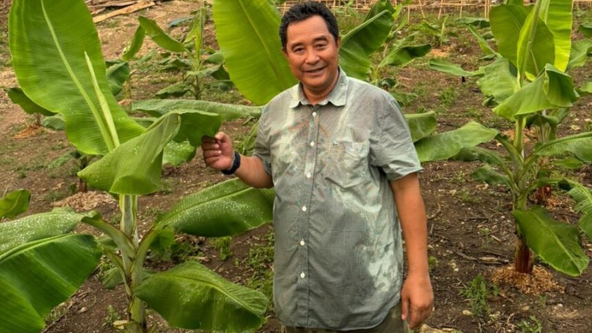 Pj Gubernur Sulbar, Bahtiar Baharuddin di tengah pohon pisang Kavendis. (foto dok pemprov Sulbar)