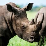 Badak hitam di Bo-Karoo NC Afsel. Foto: Frans Van Heerden / pexels