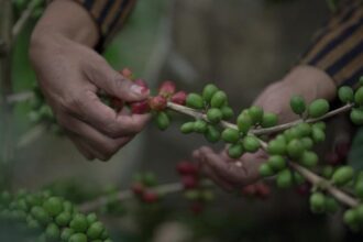 Capaian pemerintah dalam mendorong ekspor kain tenun, sagu, dan kopi tercermin dari data Badan Pusat Statistik (BPS) yang diolah oleh LPEI.