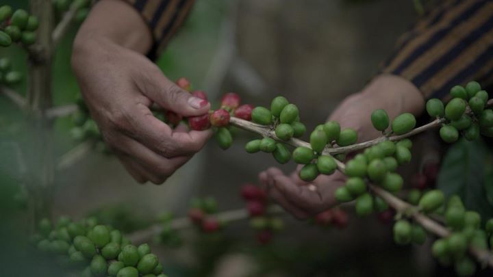 Capaian pemerintah dalam mendorong ekspor kain tenun, sagu, dan kopi tercermin dari data Badan Pusat Statistik (BPS) yang diolah oleh LPEI.