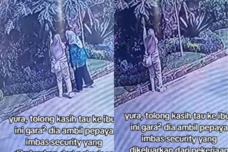 Seorang satpam salah satu lokasi wisata di Bogor yang dipecat akibat aksi ibu-ibu mencuri pepaya. Foto: Tiktok, @sisilsilvia.y (tangkap layar)