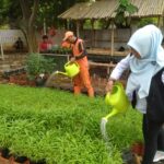 Kepala Seksi Perekonomian dan Pembangunan (Ekbang) Kelurahan Batu Ampar, Isra Nur Hikmah bersama PPSU menyiram sayur mayur di area urban farming di Jalan SMPN 126, RW 03, Batu Ampar, Kramat Jati, Jakarta Timur, Jumat (18/10/2024). Foto: Ist