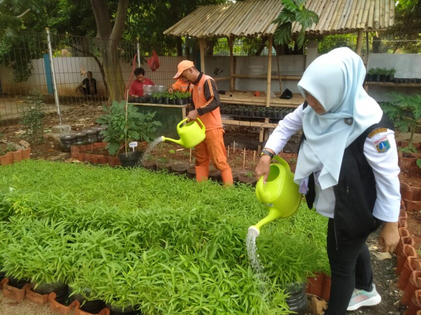 Kepala Seksi Perekonomian dan Pembangunan (Ekbang) Kelurahan Batu Ampar, Isra Nur Hikmah bersama PPSU menyiram sayur mayur di area urban farming di Jalan SMPN 126, RW 03, Batu Ampar, Kramat Jati, Jakarta Timur, Jumat (18/10/2024). Foto: Ist