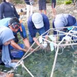 PNM bekerja sama dengan komunitas pecinta lingkungan laut, Sea Soldier, menanam 600 bibit terumbu karang di Pantai Wisata Morella, Maluku