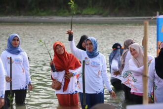 Penanaman pohon Mangrove diikuti sejumlah masyarakat, tak terkecuali para Ibu dan perwakilan lembaga di Pantai Ulee Lheue, Banda Aceh, Aceh pada Rabu (9/10/2024). Foto: Ist