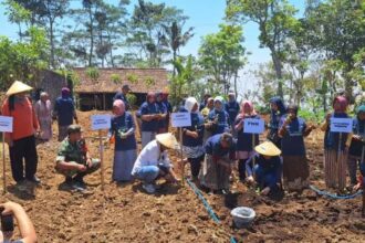 ilustrasi petani di Indonesia penopang program swasembada pangan.(foto dok PNM)