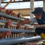 Tamsin, salah satu anggota Kelompok Masyarakat Desa Karangkates, Kabupaten Malang sedang memanen telur dari ayam petelur program Zero Stunting Eggcellent. Dalam program ini, PLN memberikan dua ribu ayam petelur kepada kelompok masyarakat desa untuk dibudidayakan. Foto: Dok PLN