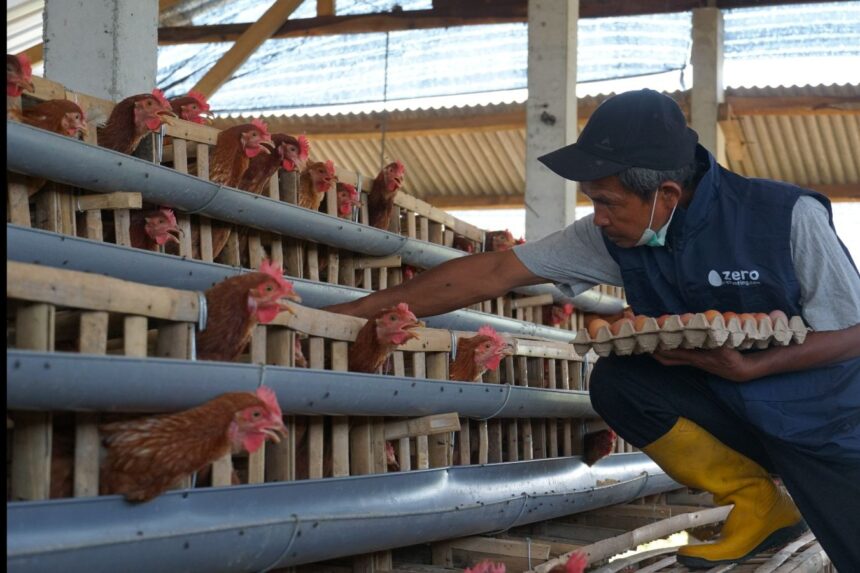 Tamsin, salah satu anggota Kelompok Masyarakat Desa Karangkates, Kabupaten Malang sedang memanen telur dari ayam petelur program Zero Stunting Eggcellent. Dalam program ini, PLN memberikan dua ribu ayam petelur kepada kelompok masyarakat desa untuk dibudidayakan. Foto: Dok PLN