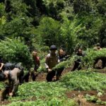 Penemuan tanaman ganja di lereng Gunung Semeru. Foto: Ist