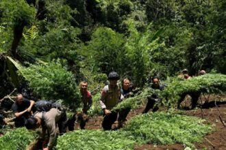 Penemuan tanaman ganja di lereng Gunung Semeru. Foto: Ist