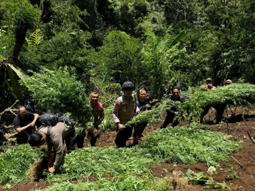 Penemuan tanaman ganja di lereng Gunung Semeru. Foto: Ist