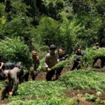 Tim gabungan Polres Lumajang kembali menemukan ladang ganja. Foto: Polri