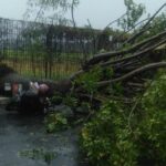 Pohon tumbang di Jalan Pondok Cabe Raya menimpa seorang pengendara motor, Kamis (24/10).(Ist)