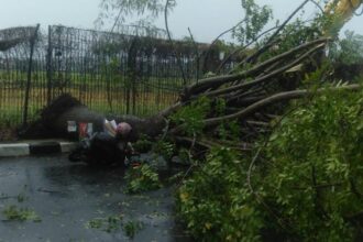 Pohon tumbang di Jalan Pondok Cabe Raya menimpa seorang pengendara motor, Kamis (24/10).(Ist)