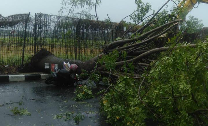 Pohon tumbang di Jalan Pondok Cabe Raya menimpa seorang pengendara motor, Kamis (24/10).(Ist)