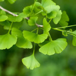 Ginkgo Biloba yang berguna untuk kesehatan tubuh. Foto: Istock @websubstance