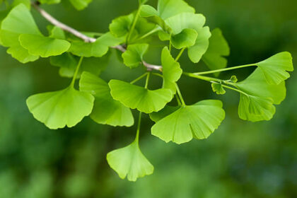 Ginkgo Biloba yang berguna untuk kesehatan tubuh. Foto: Istock @websubstance