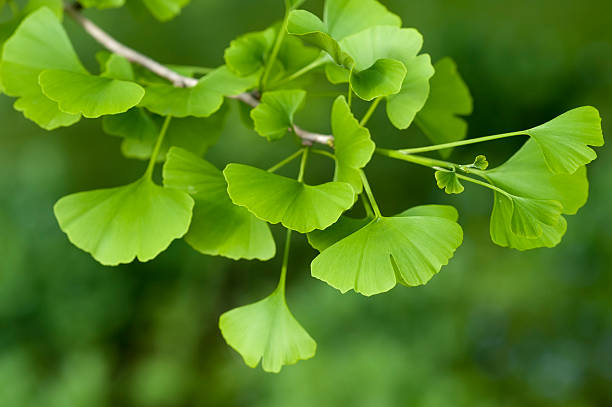 Ginkgo Biloba yang berguna untuk kesehatan tubuh. Foto: Istock @websubstance