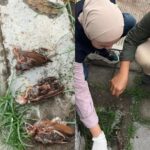 Burung pipit mati massal di Bandara I Gusti Ngurah Rai, Bali. Foto: Instagram @infobali.viral