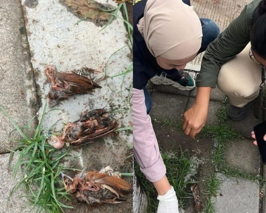 Burung pipit mati massal di Bandara I Gusti Ngurah Rai, Bali. Foto: Instagram @infobali.viral