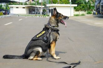 Polri memiliki Unit K9 yang jago mengungkap banyak kasus kejahatan di Tanah Air. Foto: Polri