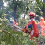 Sejumlah petugas Damkar mengevakuasi pohon mahoni setinggi 15 meter di Jalan RA. Fadillah, Kelurahan Kalisari, Kecamatan Pasar Rebo, Jakarta Timur, yang tumbang pada Kamis (7/11/2024) sore. Foto: Ist