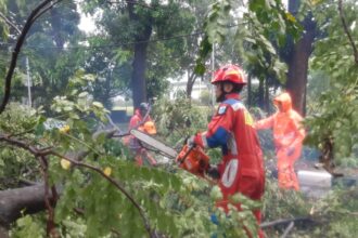 Sejumlah petugas Damkar mengevakuasi pohon mahoni setinggi 15 meter di Jalan RA. Fadillah, Kelurahan Kalisari, Kecamatan Pasar Rebo, Jakarta Timur, yang tumbang pada Kamis (7/11/2024) sore. Foto: Ist