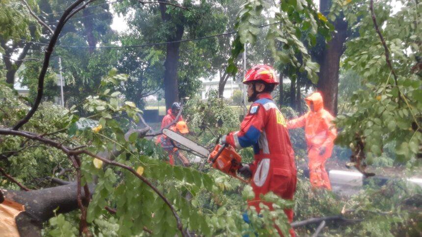 Sejumlah petugas Damkar mengevakuasi pohon mahoni setinggi 15 meter di Jalan RA. Fadillah, Kelurahan Kalisari, Kecamatan Pasar Rebo, Jakarta Timur, yang tumbang pada Kamis (7/11/2024) sore. Foto: Ist