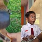 Ramai video Sapi makan martabak manis untuk buktikan ucapan siswa. Foto: IG, @awascoid (tangkap layar)