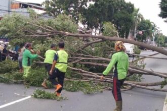 Sejumlah pasukan hijau Suku Dinas Pertamanan dan Hutan Kota Jakarta Timur mengevakuasi pohon beringin yang tumbang di Jalan Dr. Soemarno, Penggilingan, Cakung, Rabu (4/12/2024). Foto: Ist