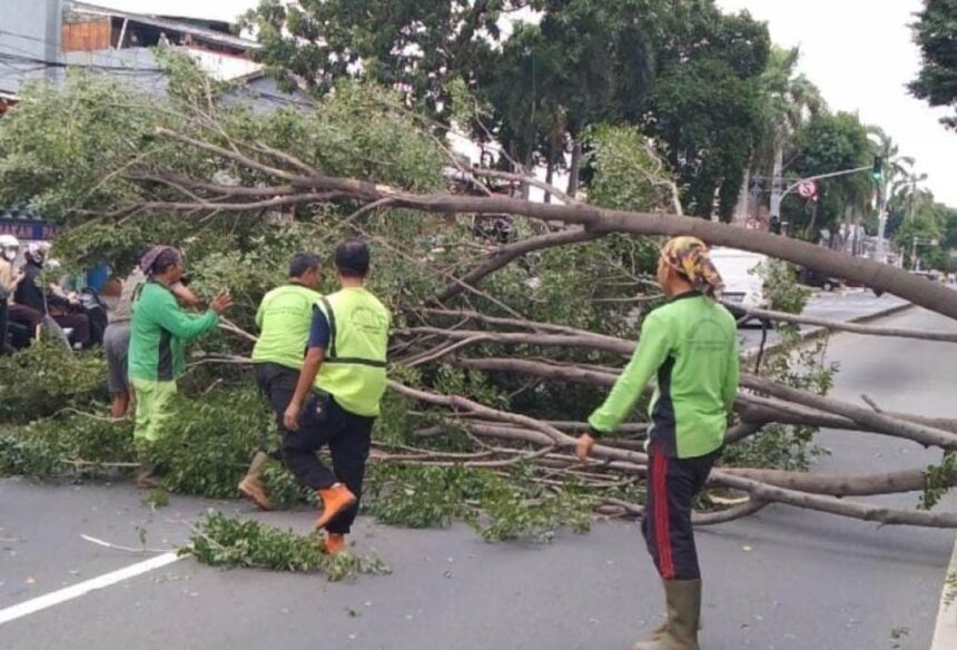 Sejumlah pasukan hijau Suku Dinas Pertamanan dan Hutan Kota Jakarta Timur mengevakuasi pohon beringin yang tumbang di Jalan Dr. Soemarno, Penggilingan, Cakung, Rabu (4/12/2024). Foto: Ist