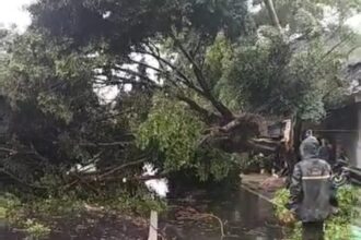 Penampakan pohon Beringin besar yang tumbang di Jalan Raya Bogor KM 20, Kelurahan/Kecamatan Kramat Jati, Jakarta Timur, Sabtu (14/12/2024). Foto: Damkar