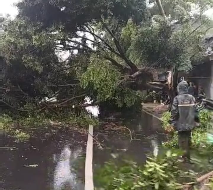 Penampakan pohon Beringin besar yang tumbang di Jalan Raya Bogor KM 20, Kelurahan/Kecamatan Kramat Jati, Jakarta Timur, Sabtu (14/12/2024). Foto: Damkar