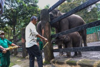 Ilustrasi taman margasatwa Ragunan, Jakarta Selatan. Foto: PPID Jakarta