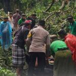 Pohon tumbang di Monkey Forest Ubud yang merenggut 2 korban jiwa. Foto: IG @infobali.viral